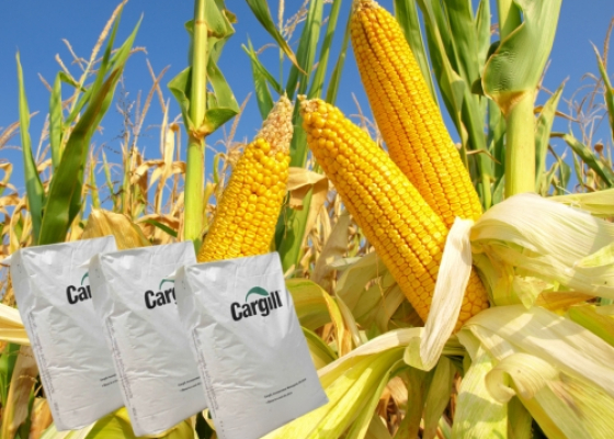 Bột bắp biến tính || Bột CARGILL || PHỤ GIA THỰC PHẨM